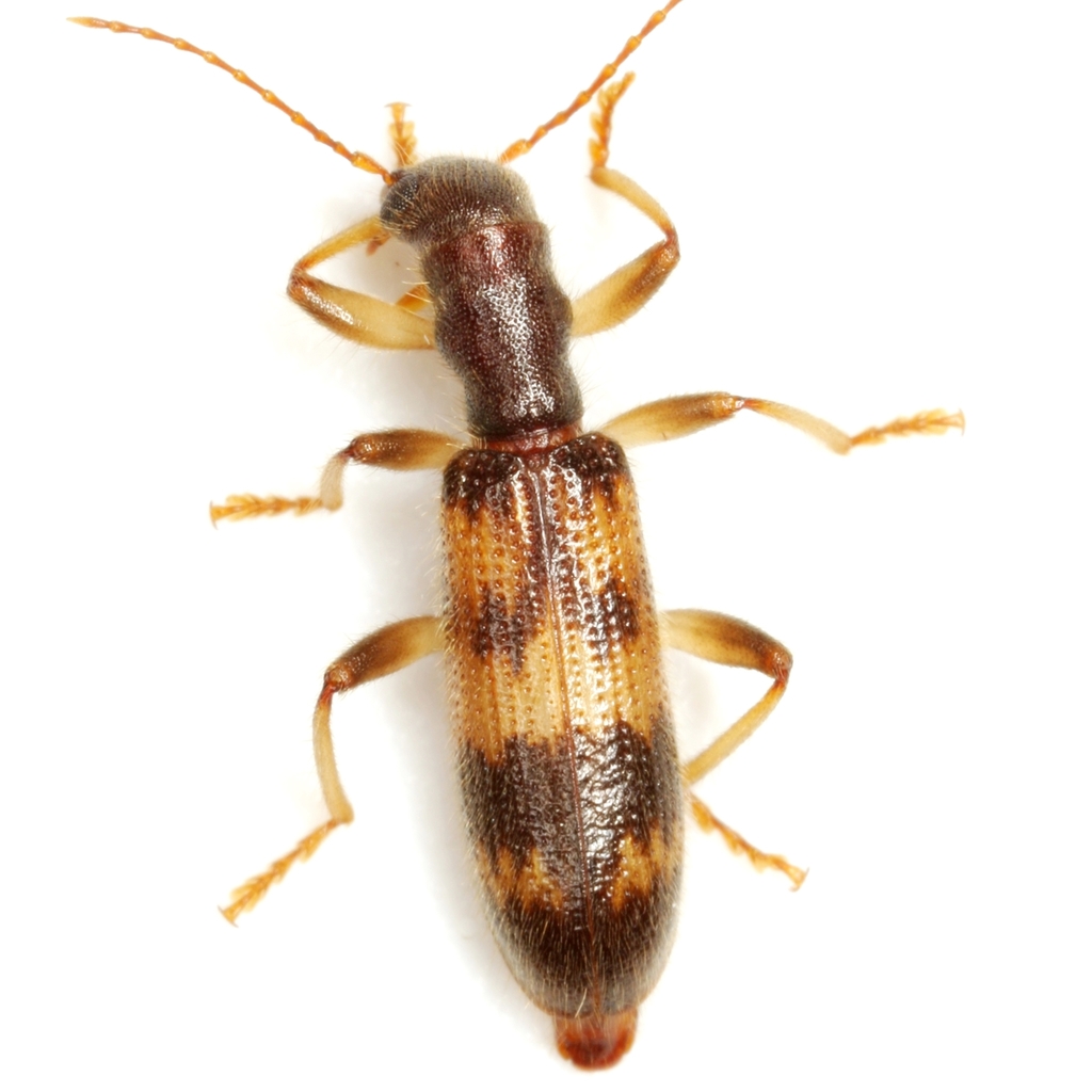 Cymatodera undulata