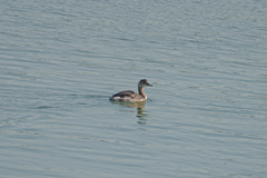 Podiceps nigricollis