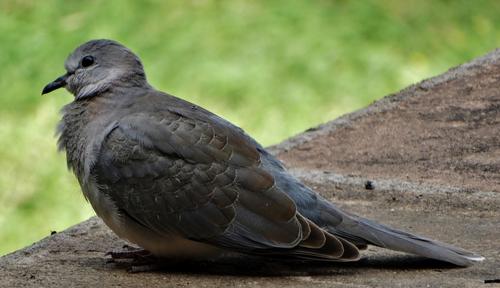 Laughing Dove, photo 6 of 7