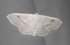 Problepsis aegretta aegretta