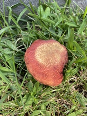 Hortiboletus