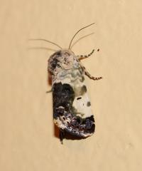 Acontia