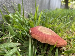 Hortiboletus