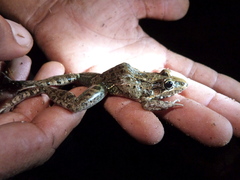 Leptodactylus fuscus
