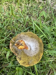 Hortiboletus