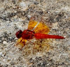 Brachythemis lacustris