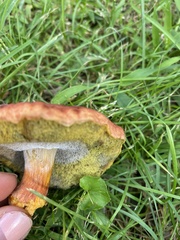 Hortiboletus