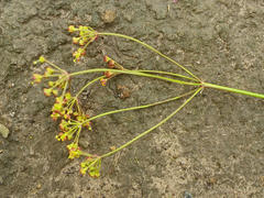 Afrosciadium caffrum