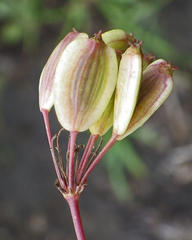 Afrosciadium caffrum