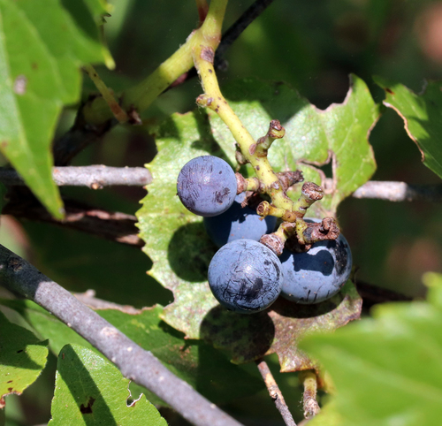 mapleleaf grape (Vitis acerifolia)