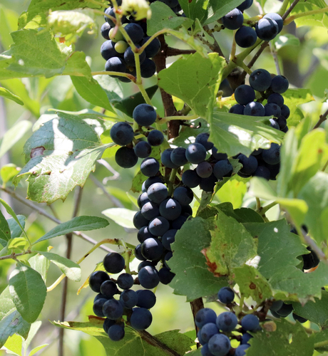 Vitis acerifolia, photograph 4