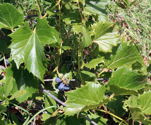 Vitis acerifolia, photograph 3