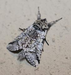 Pseudorethona albicans