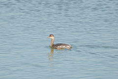 Podiceps nigricollis