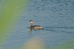 Podiceps nigricollis
