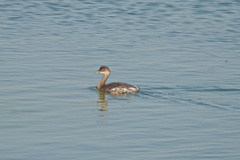 Podiceps nigricollis