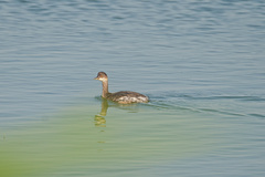 Podiceps nigricollis