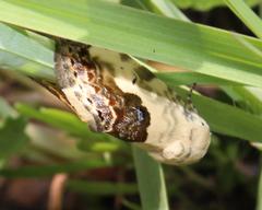 Acontia