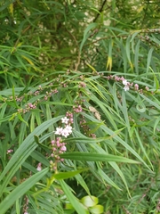 Myoporum bateae