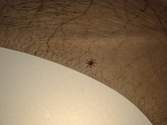 Spinturnix andegavinus