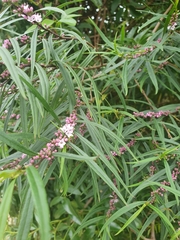 Myoporum bateae