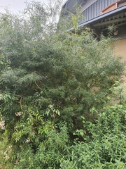 Myoporum bateae