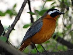 Cossypha heuglini heuglini