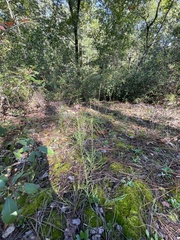 Liatris microcephala