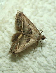 Acantholipes trimeni
