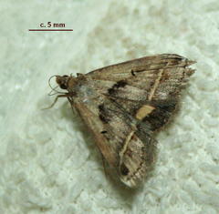 Acantholipes trimeni