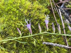 Liatris microcephala