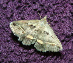 Acantholipes trimeni
