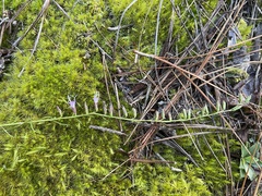 Liatris microcephala