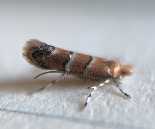 Poison Ivy Leaf-miner Moth photo 6