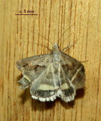 Acantholipes trimeni