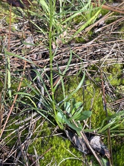 Liatris microcephala