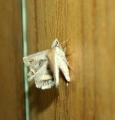 Acantholipes trimeni