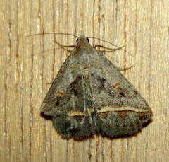 Acantholipes trimeni