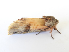 Ianassa pallida