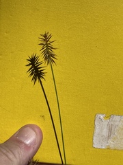 Cyperus hystricinus