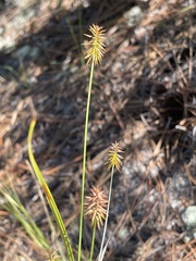 Cyperus hystricinus