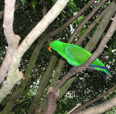 Eclectus roratus