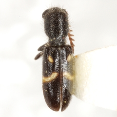Neocallotillus elegans