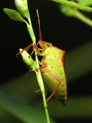 Euschistus ictericus