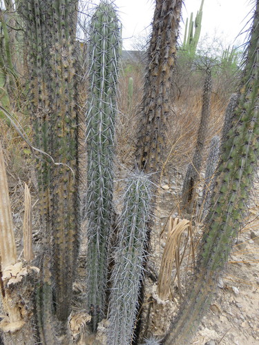 Lemaireocereus hollianus