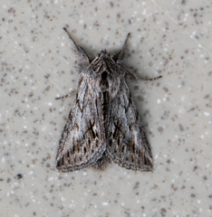 Pleromelloida cinerea