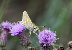 Hesperia assiniboia