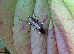 Ichneumon deliratorius