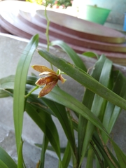 Prosthechea livida