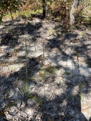 Liatris microcephala